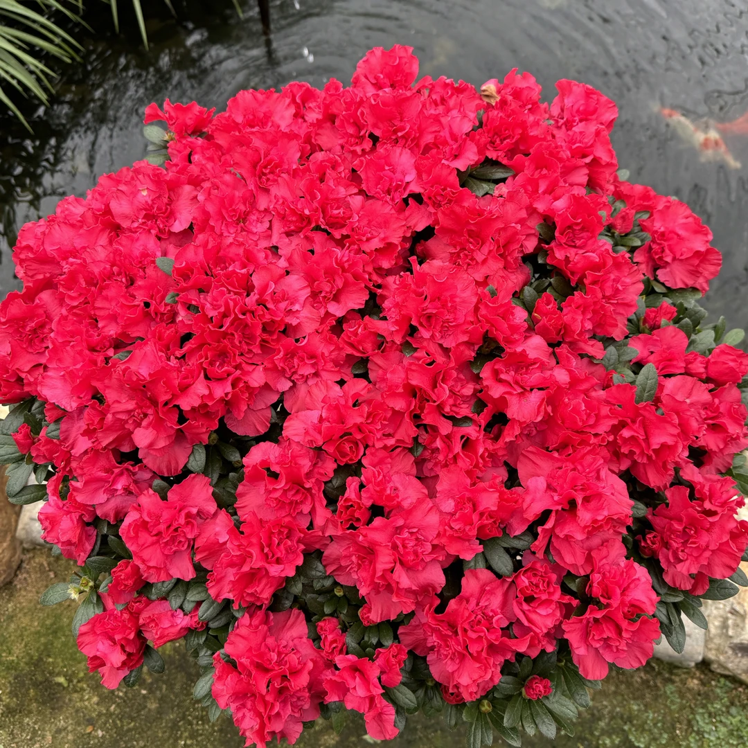 【四季杜鹃花】精品杜鹃花满树花苞好养易存活1