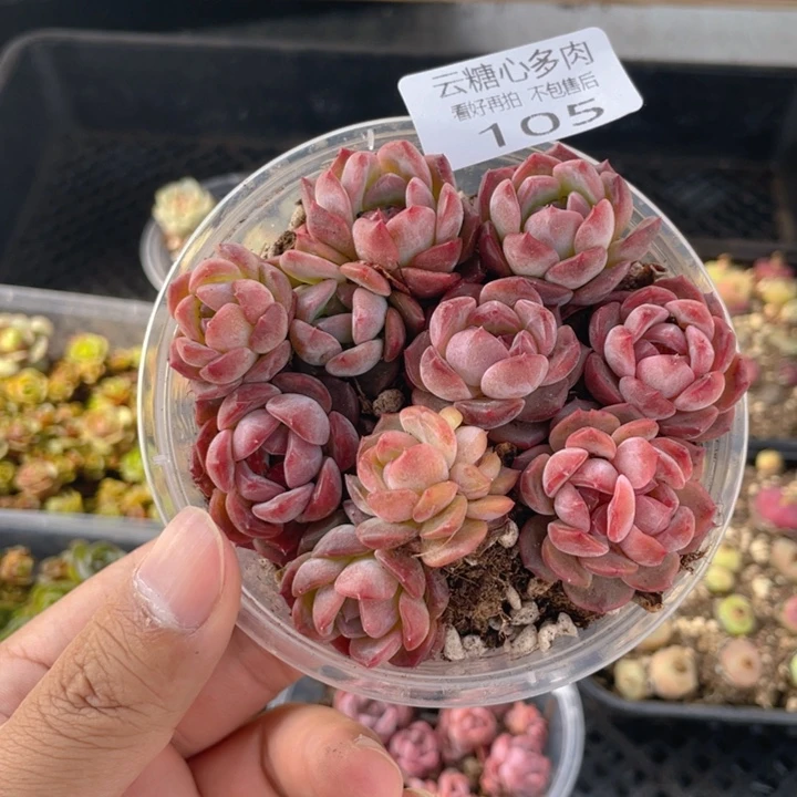 云糖心多肉植物105