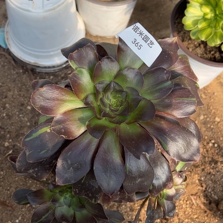 花斑鹿手捧多肉植物365