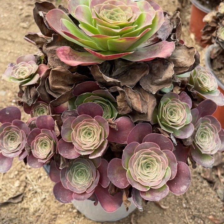无花朵028多肉植物魅金玫瑰