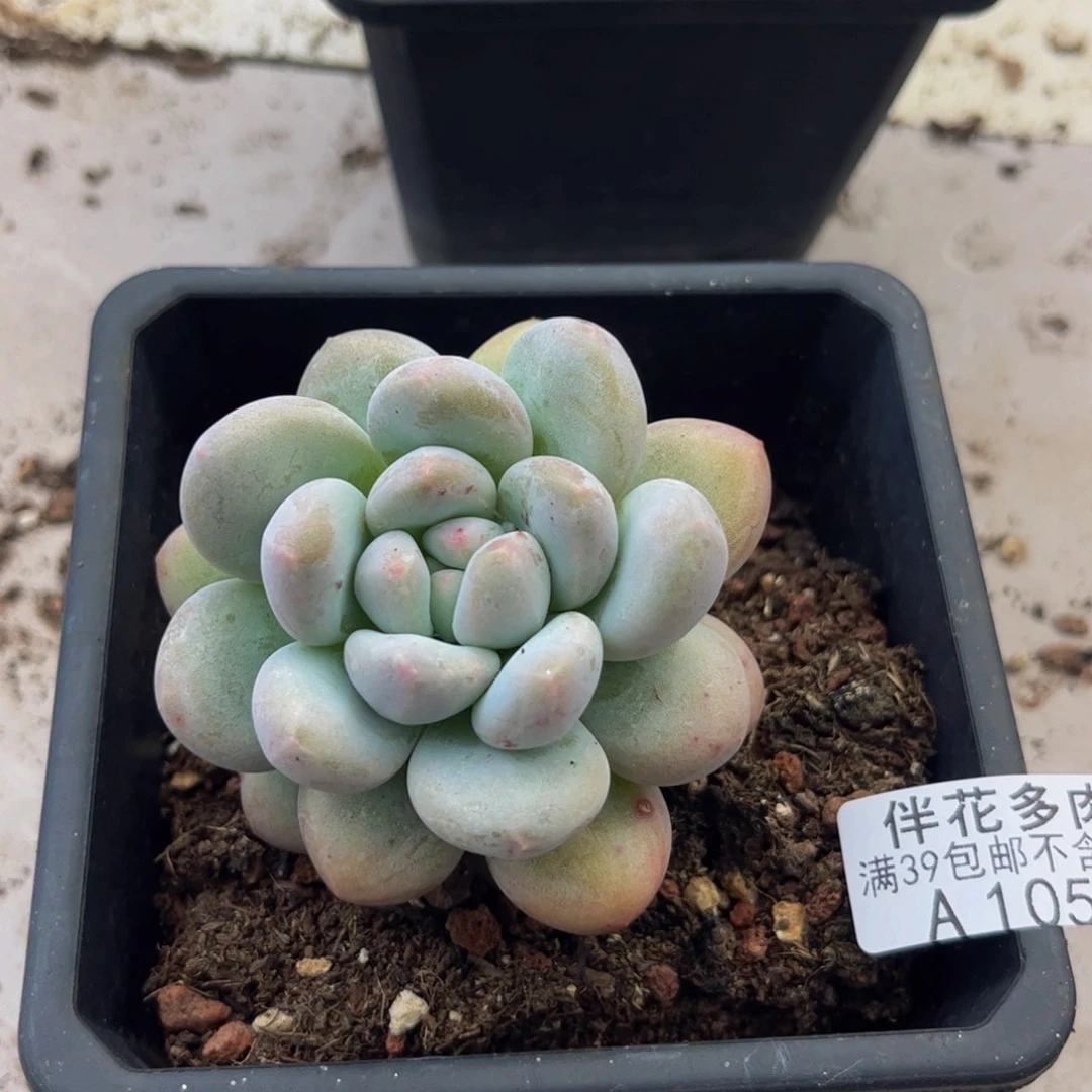 1056香水奶5cm多肉