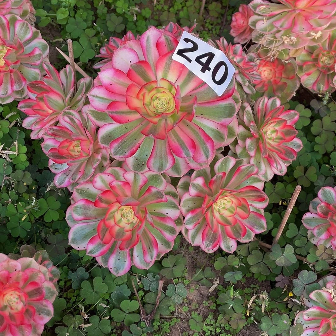 平***风多肉法师240号倾城发货不包损