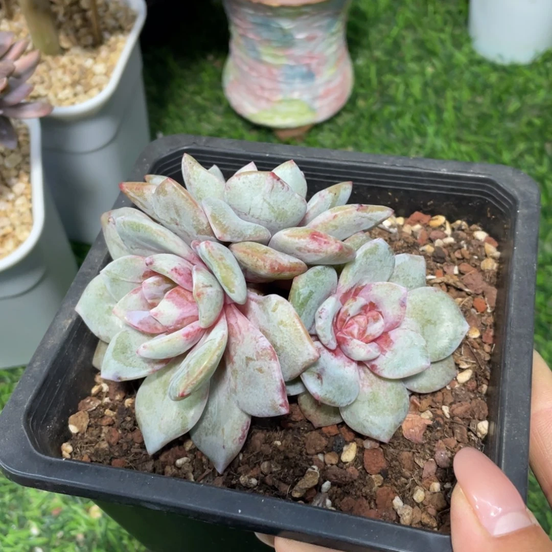 德国香槟石化冠幅11 公分一物一拍