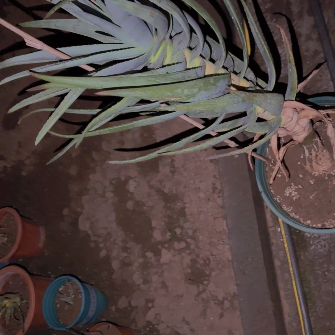 清***风块根植物块根植物