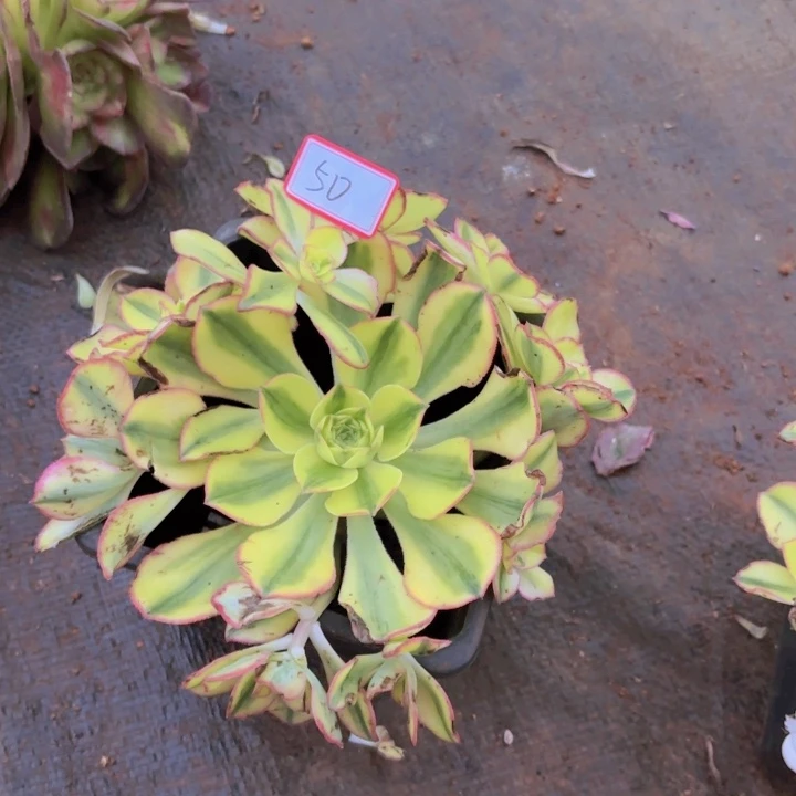 无花朵050太阳神无根法师