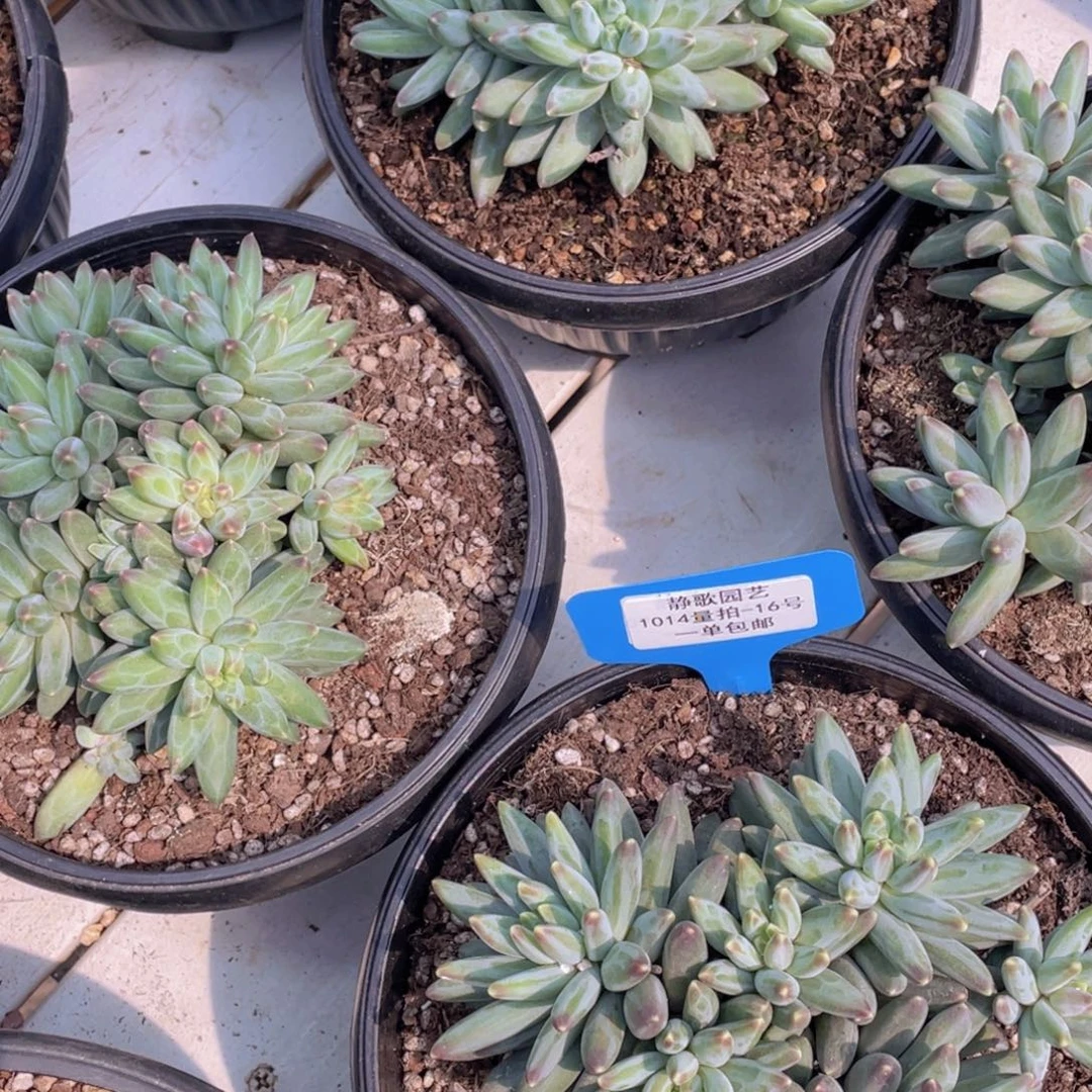 1014-16-伊卡鲁斯大群生一颗