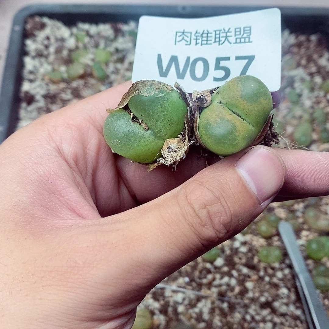 饭***儿57呃呃呃呃呃呃呃呃呃呃呃呃呃