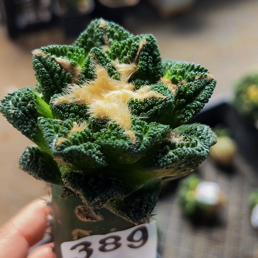 无花朵福利大尤颗粒辛顿389