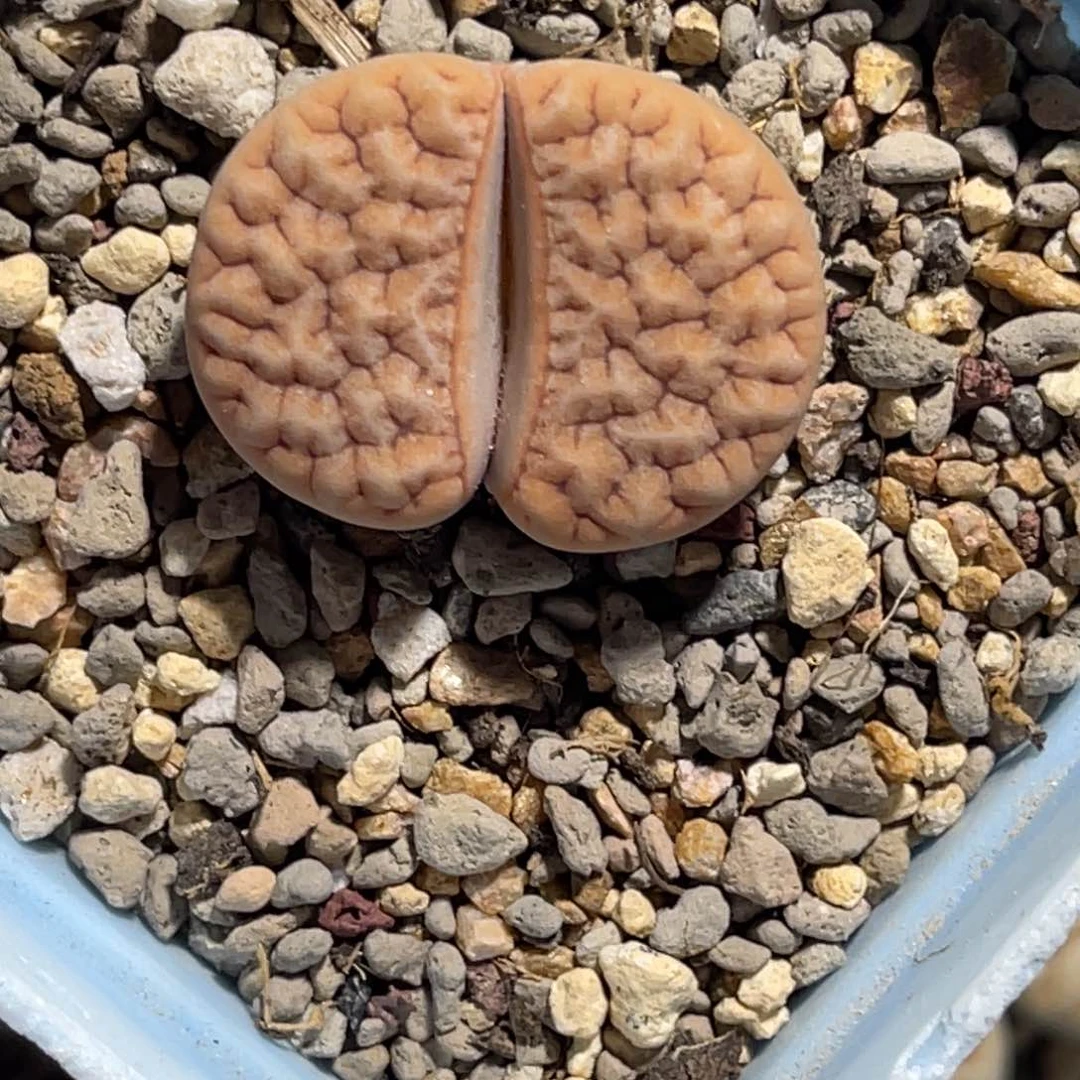 5571拿铁1891尺寸2.8