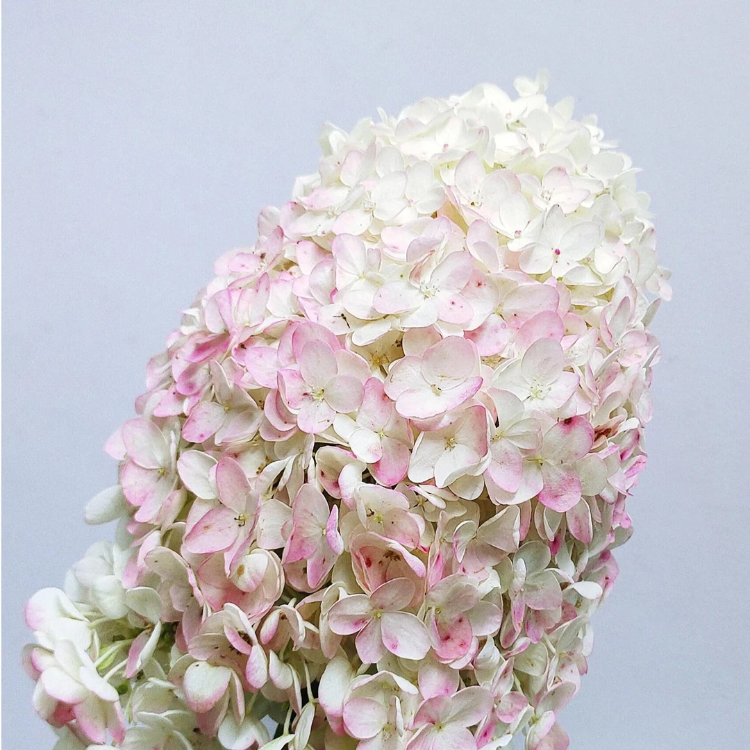 【与花同行】冰淇淋宝塔绣球夏季好开好养云南基地直发现采现发