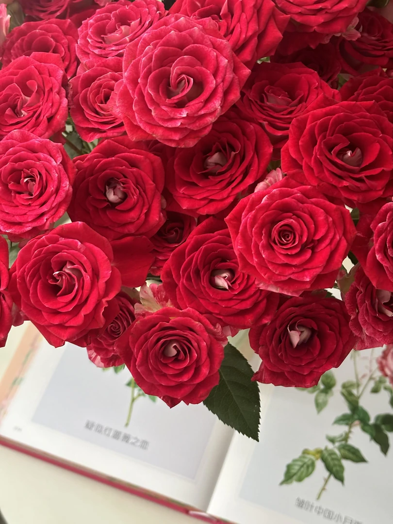 【买一送一】小头红羽公主泡泡10支  多头玫瑰  云南基地 鲜花