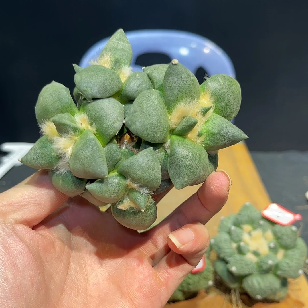 11号自根群生青瓷牡丹