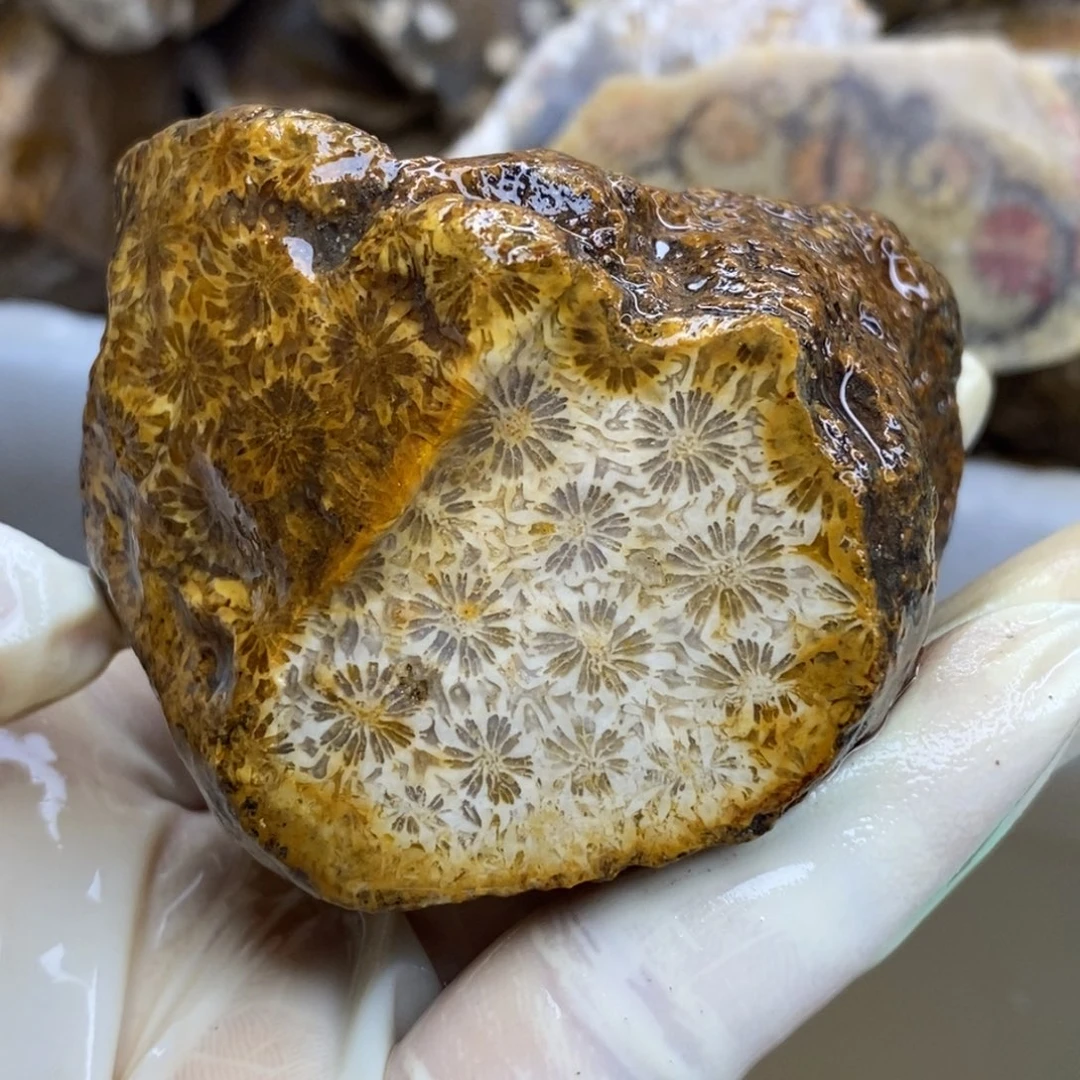 【闪购商品】硅化玉珊瑚玉未镶嵌