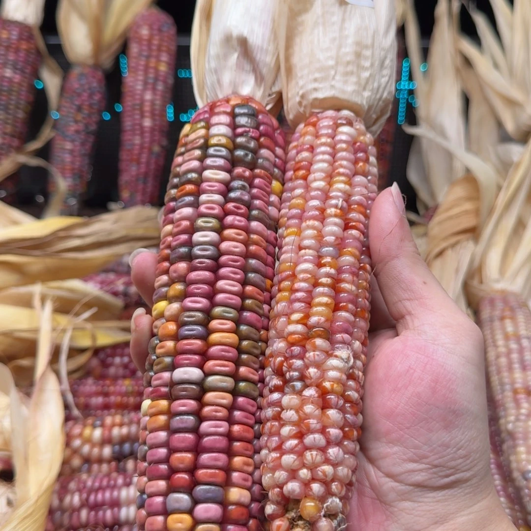 p***潘吊坠柏香籽/百香籽