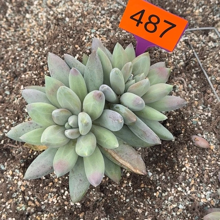 爱***间多肉植物胖体哥特487