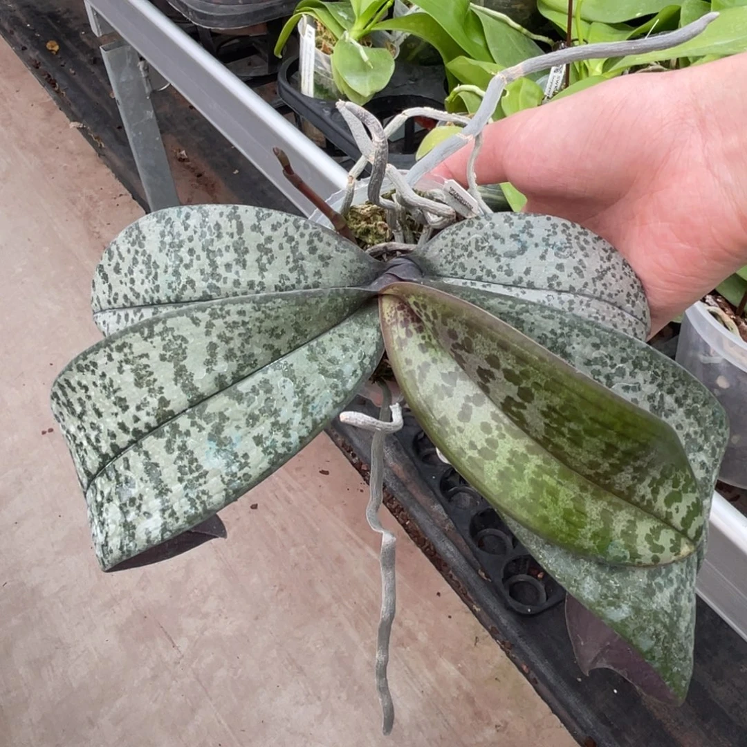 完全开放SWR M606-1035