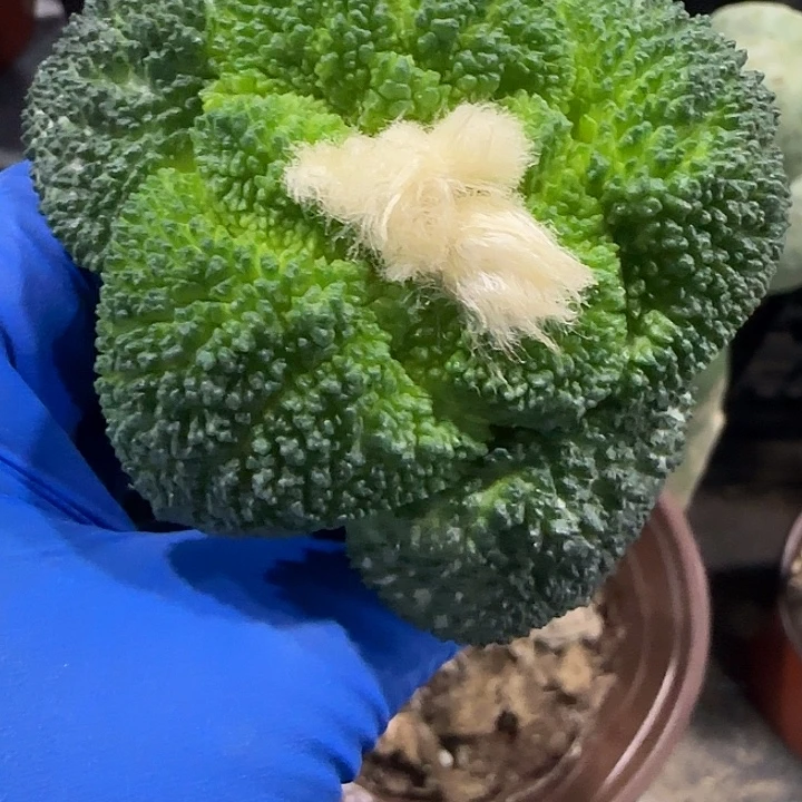 超大尤哥斯拉牡丹021