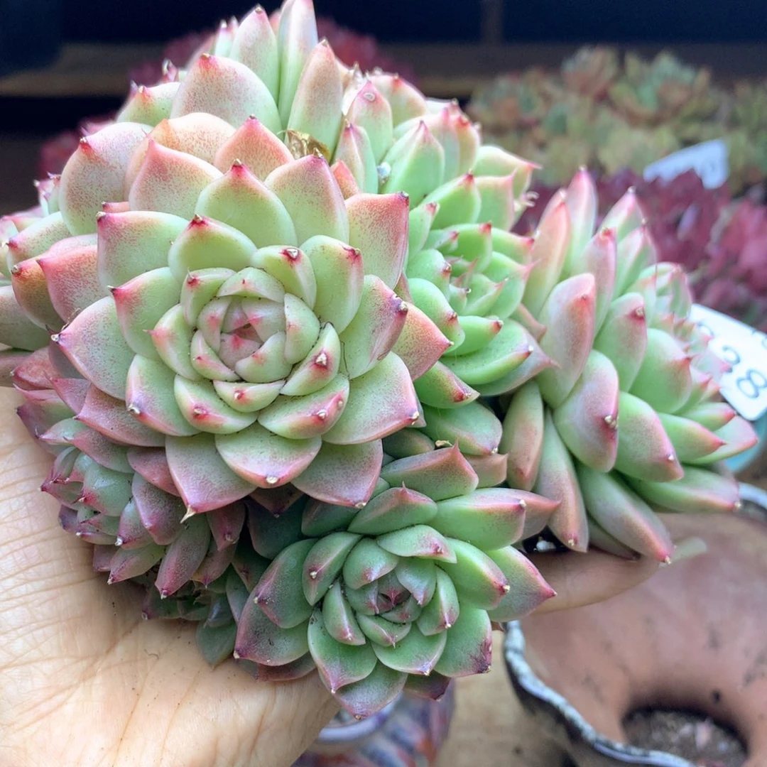 张*然1338杂交多肉植物基地