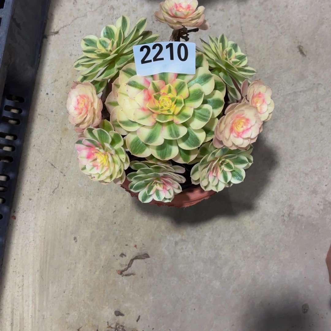 无花朵2210倾城1111111