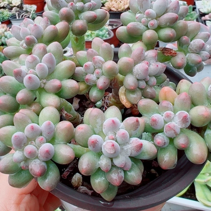 婴儿手指多肉植物