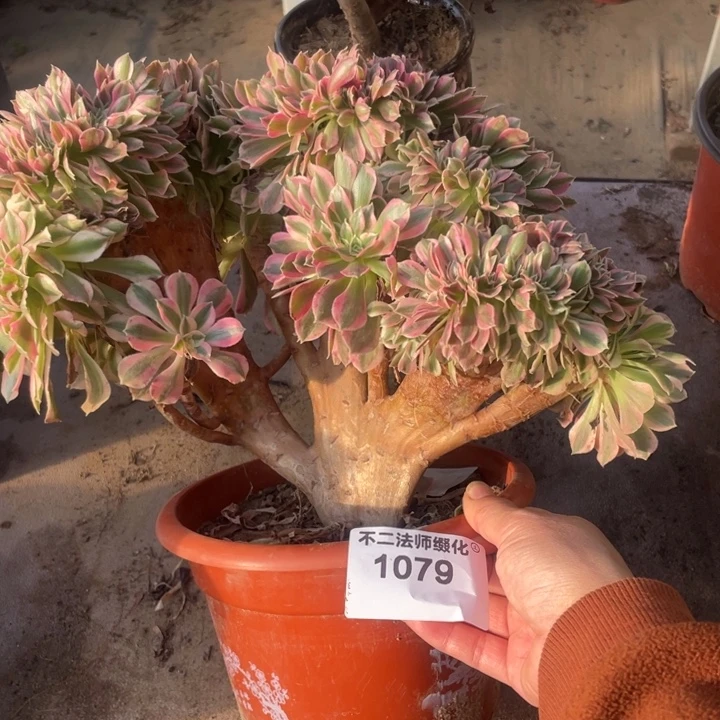 1079，粉女巫缀包邮