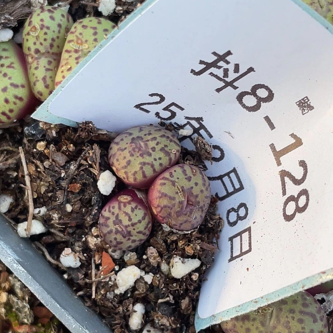能****挂8-128肉锥多肉植物