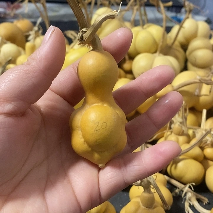 葫芦的颜色很好看