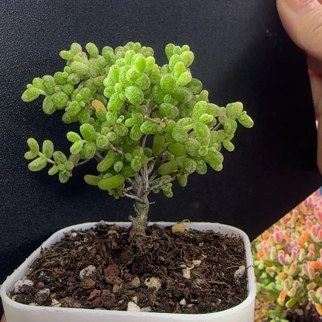 dy1007白糊斑直杆老桩