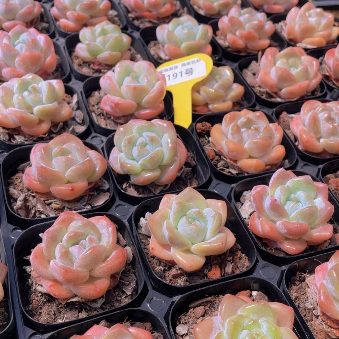 191号 肥胖奶油大白兔单头3个