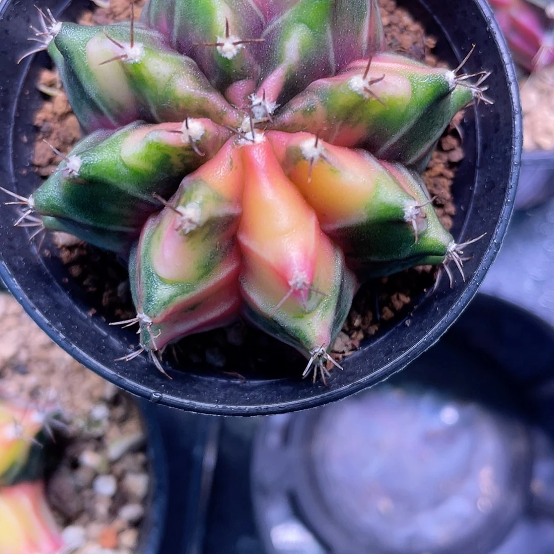 1-94米哈锦5.2厘米