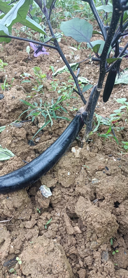 贵州高山农家自种新鲜细长紫皮线茄子紫色紫茄子产地直发