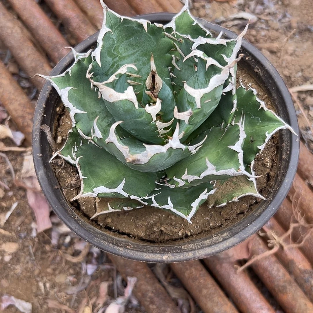 嗣***音多肉植物多肉植物