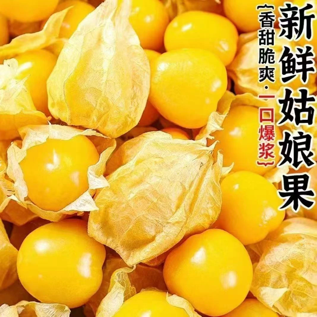 东北菇娘果《现货》新鲜水果一口爆汁菇娘灯笼果奶香爆汁姑娘果超甜