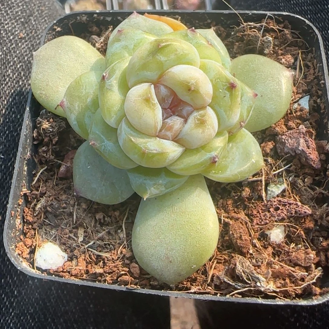 小卡拉米糖心一物一拍