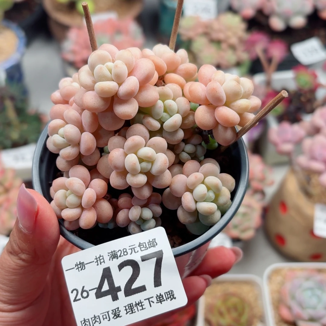 洛可可无盆土发货无盆土发货无