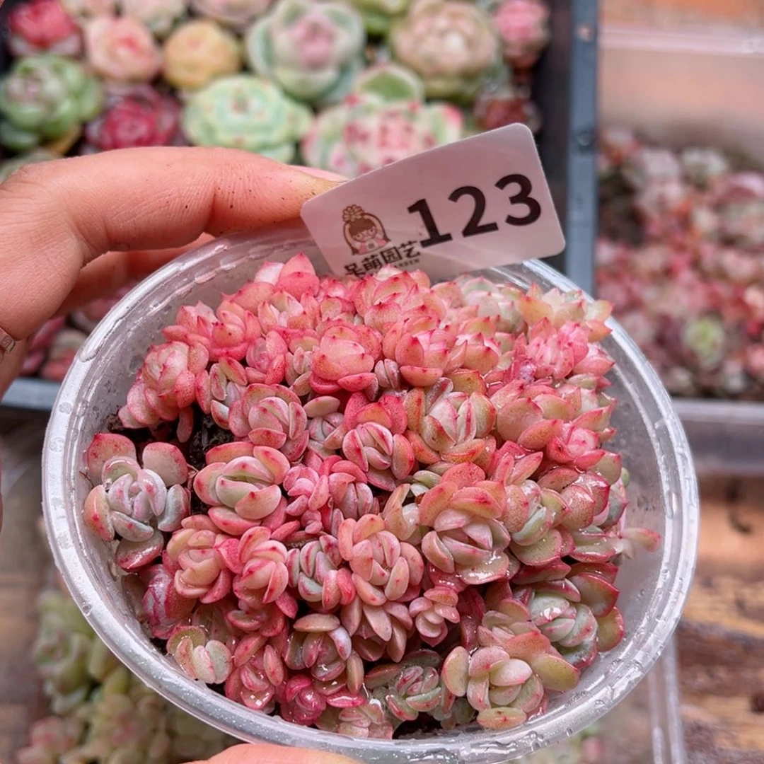 多肉植物多肉植物