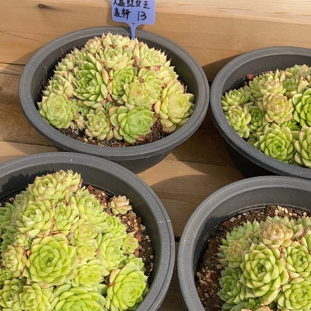 团大盆红女王，福利多多