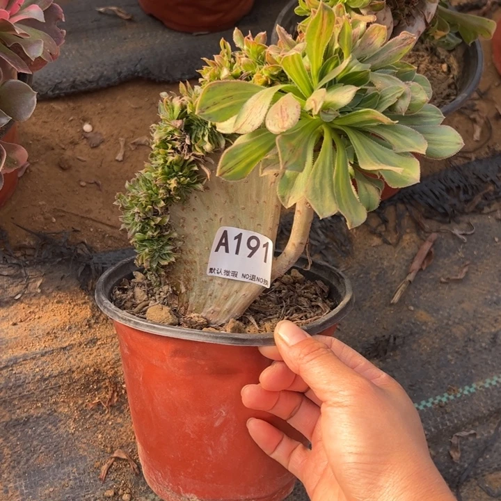 碧螺春缀多肉植物