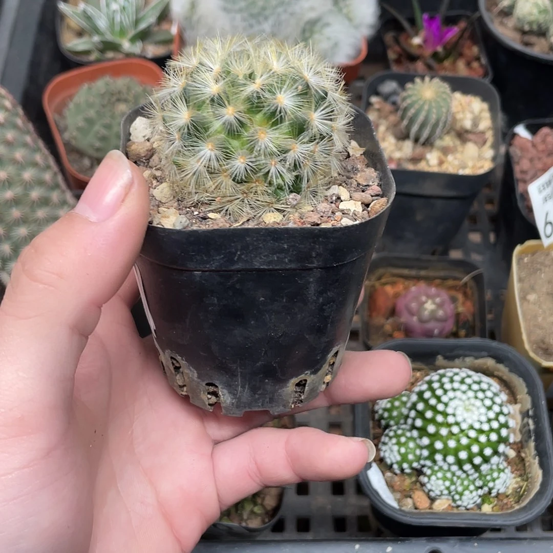 402刘氏乳突（特价不售后）