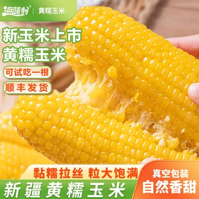 海味翁 2026新疆黄糯玉米2kg/箱 软糯香甜 新玉米 一