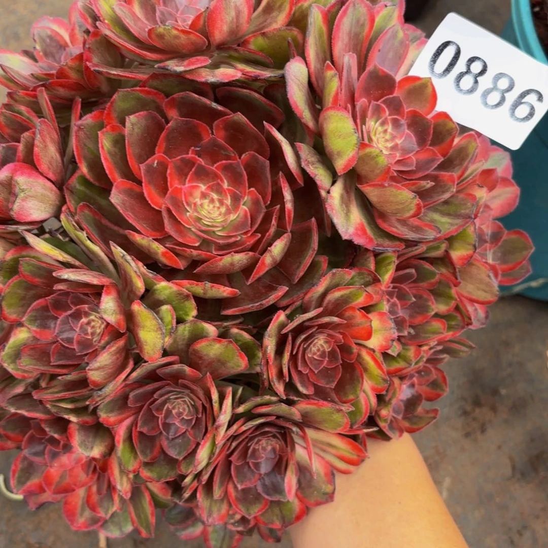 芒*?0886多肉植物唐三彩