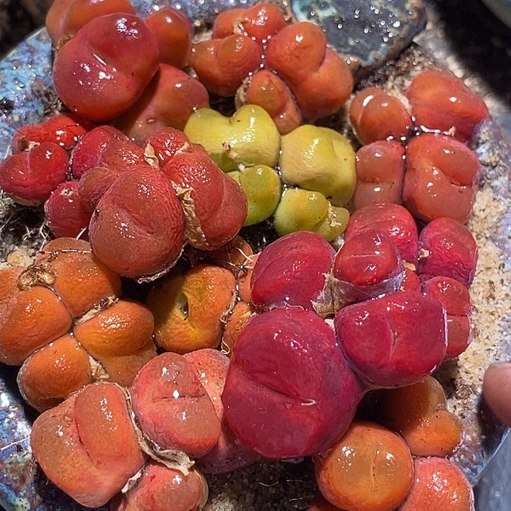 18555群生毛汉尼一颗