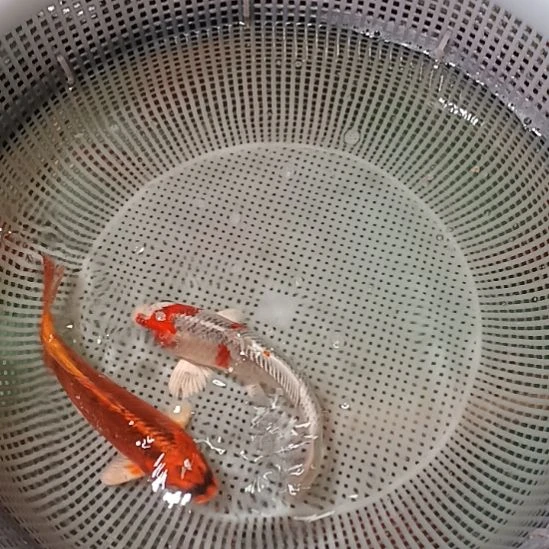 锦鲤包邮开箱包活到家