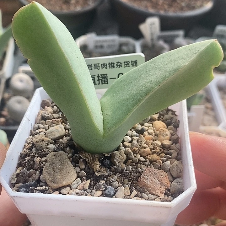 梅萨种源大型肉锥翼