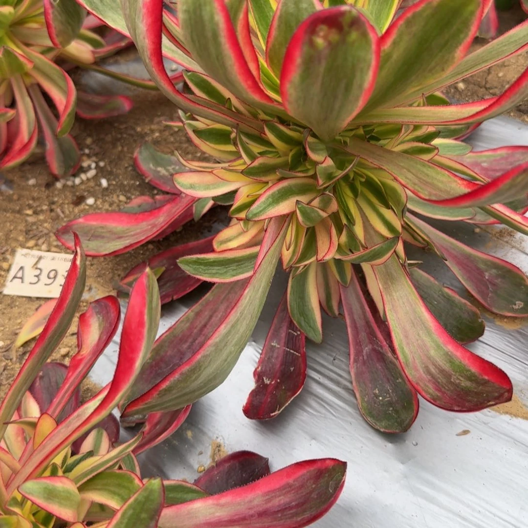 陈*1377红魔女到秋天。多肉植物