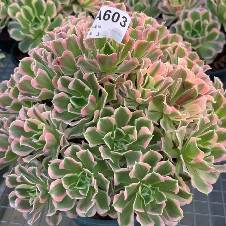 603白凤朵朵30厘米左右