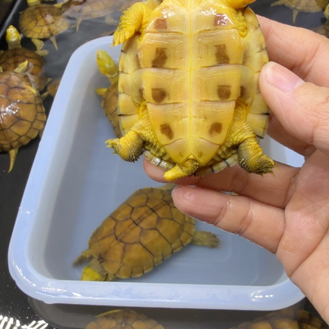 高***美公母搭配宠物龟背甲6.7