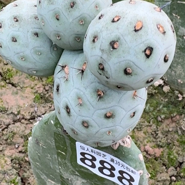 在***乎无花朵福利白皮洞洞888