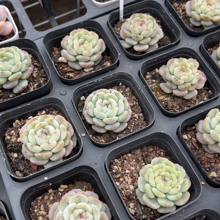 白恋单头一颗量拍多肉满20包邮下午发货