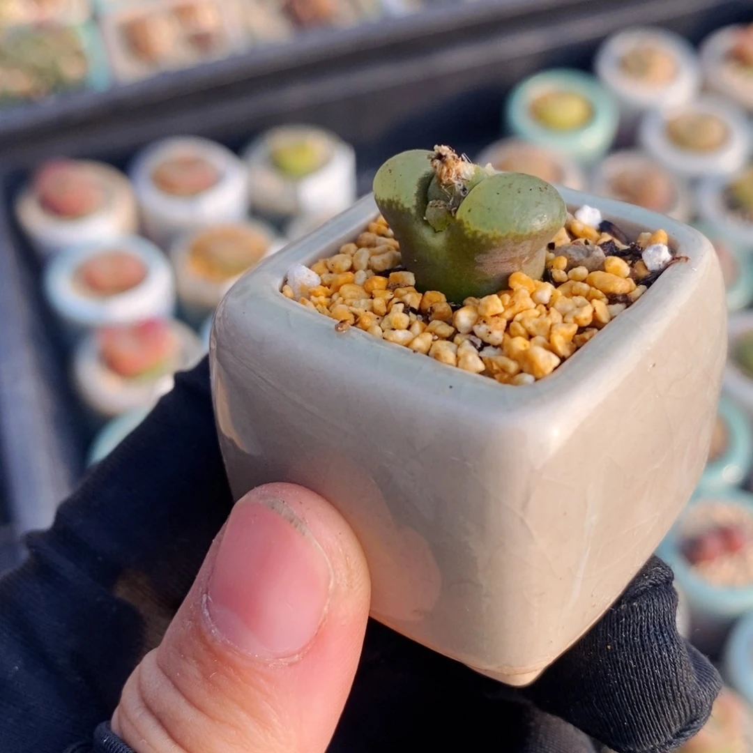 2672-一物一拍带盆